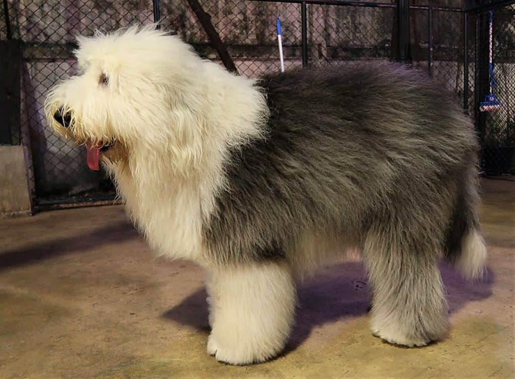 are-old-english-sheepdogs-hypoallergenic-solved-puplore