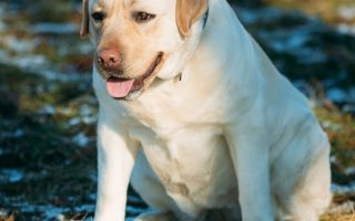 Overweight Labrador? Things to Know to Keep Your Lab Healthy
