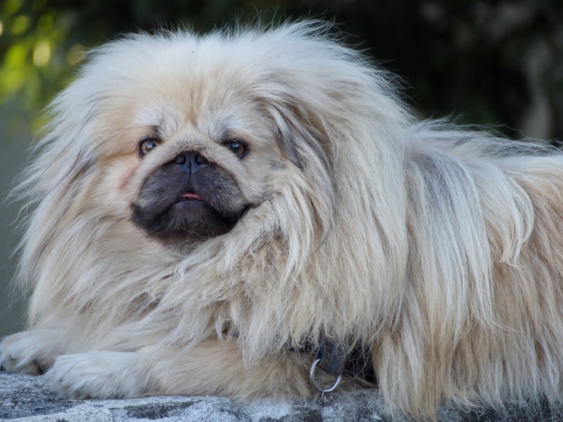 Friendly but slow Pekingese dog