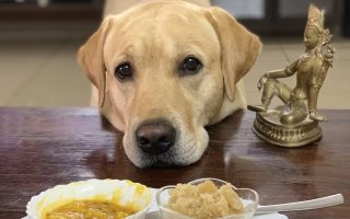 When And How To Switch From Puppy Food to Adult dog food