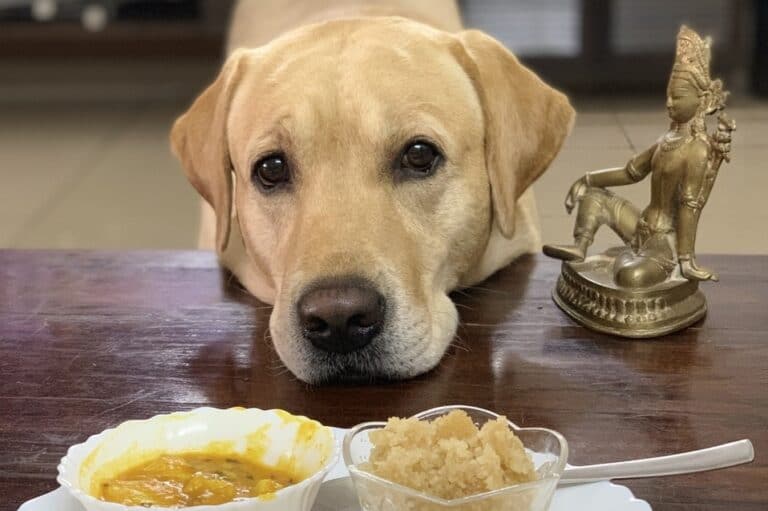 When And How To Switch From Puppy Food to Adult dog food