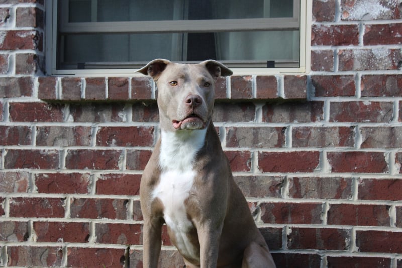 Pitbulls are misunderstood strong dog breeds