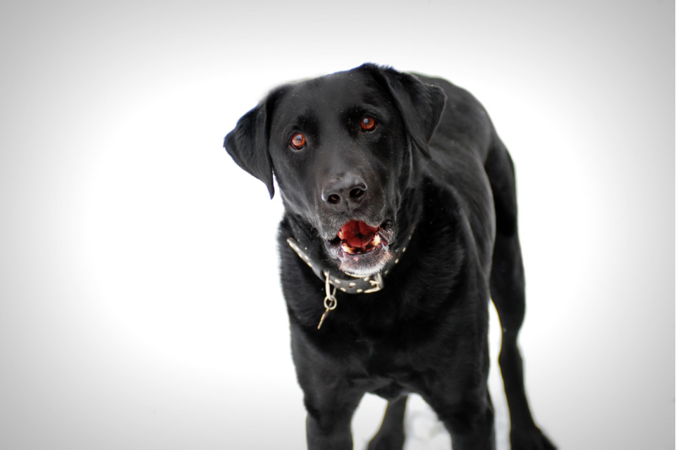 The Pros and Cons of Neutering a Labrador Retriever Puplore