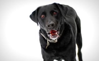 The Pros and Cons of Neutering a Labrador Retriever