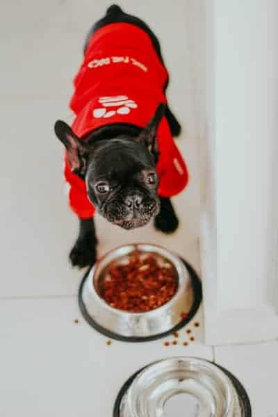 Pup eating and drinking out of stainless steel bowls