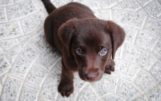 Guide to Buying A Labrador: Basic Instructions to Follow