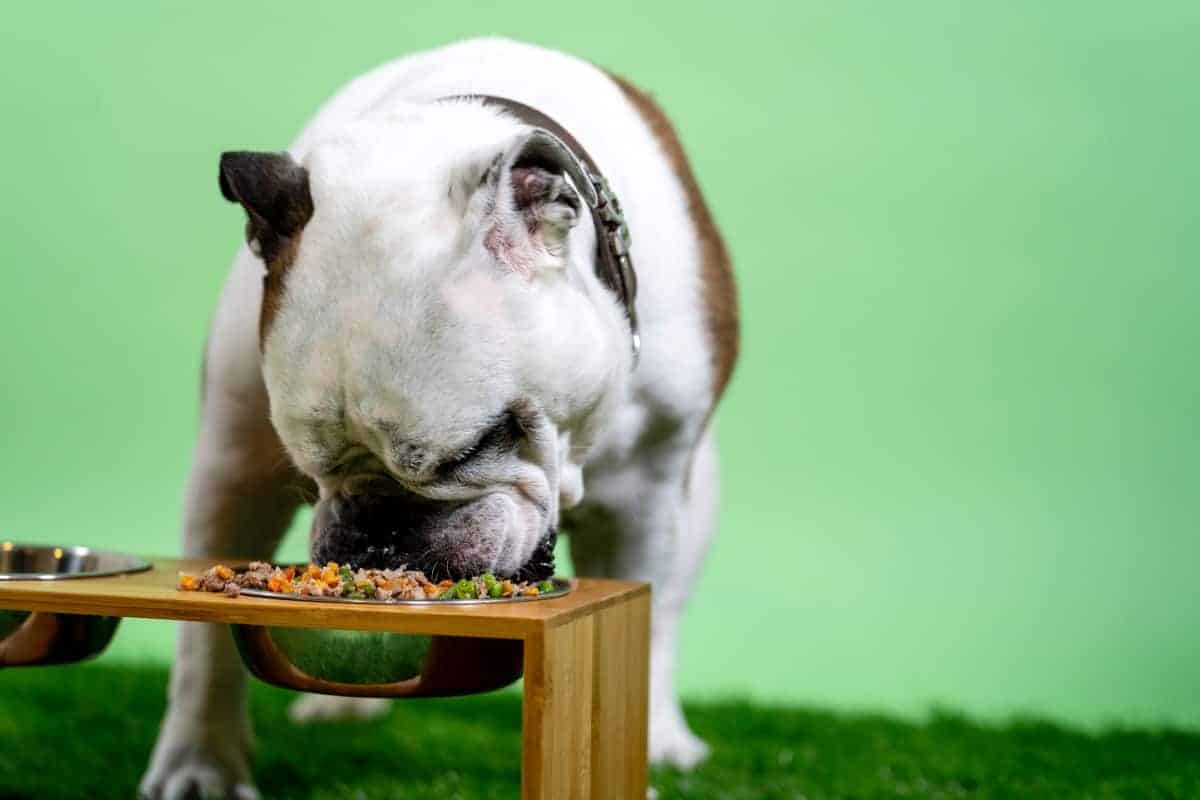 Raised dog bowl with pet food