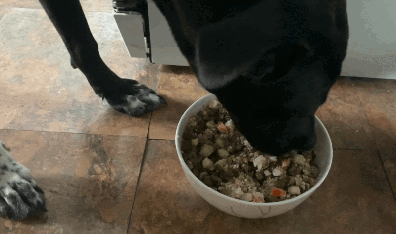 Reba enjoying Nom Nom Beef Mash