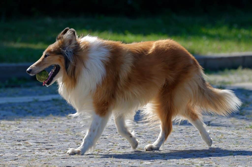 do rough collie bark a lot