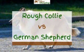 Rough Collie Vs German Shepherd Which One Is Better?