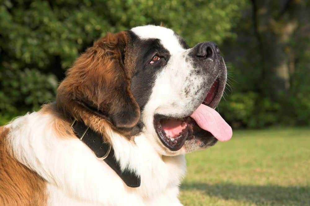 Do Saint Bernards Drool? (Solved!) Puplore