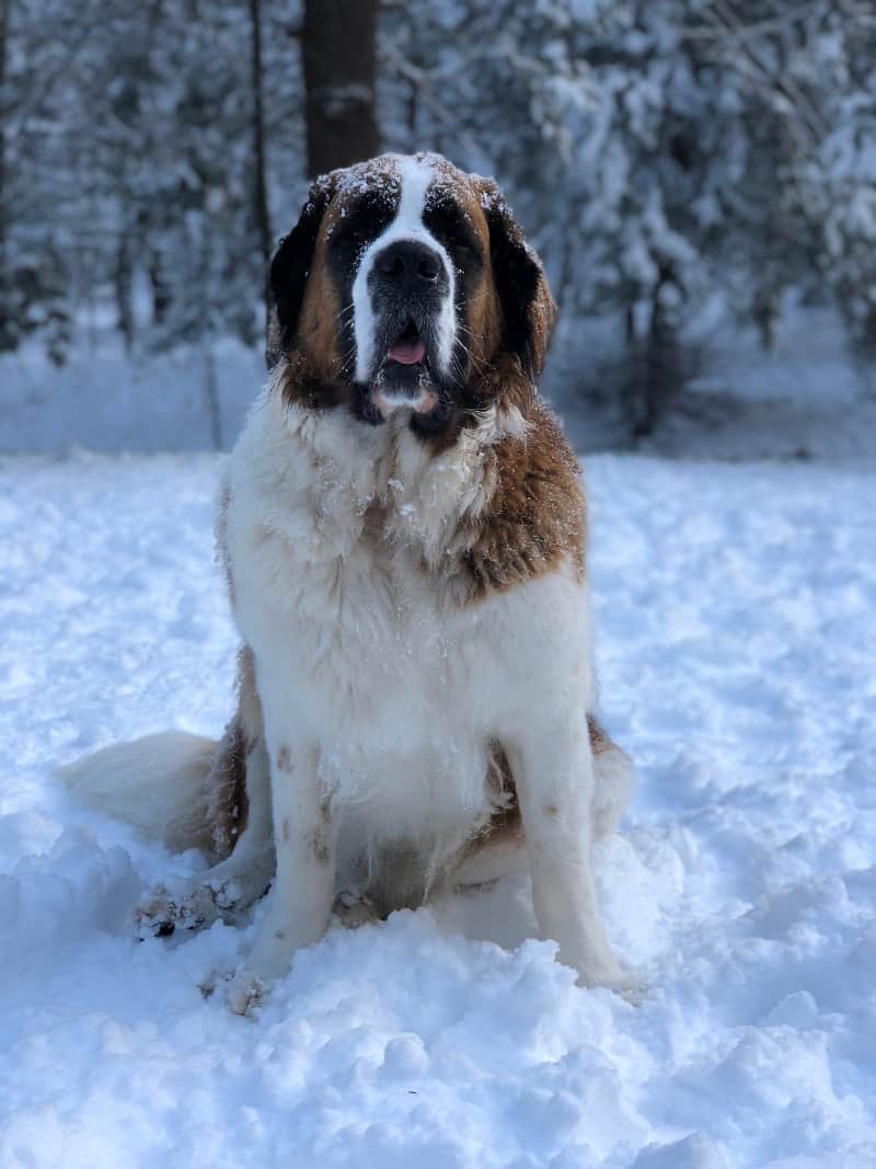 Saint Bernard slow and steady