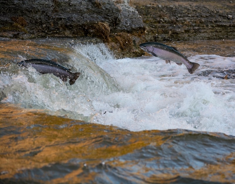 Salmon jumping in water – Seafoods Dogs can eat