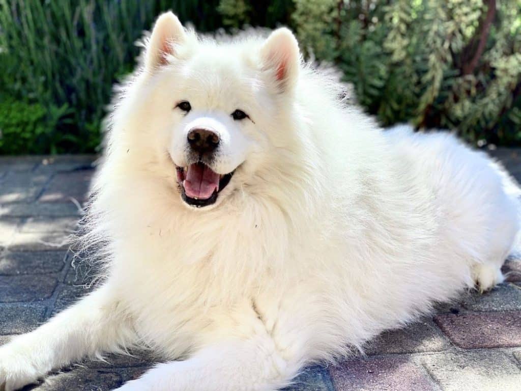 are samoyeds aggressive