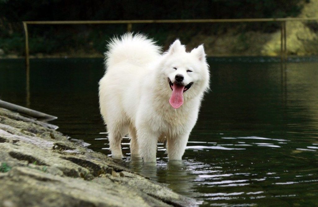 Samoyed Dog In a Lake