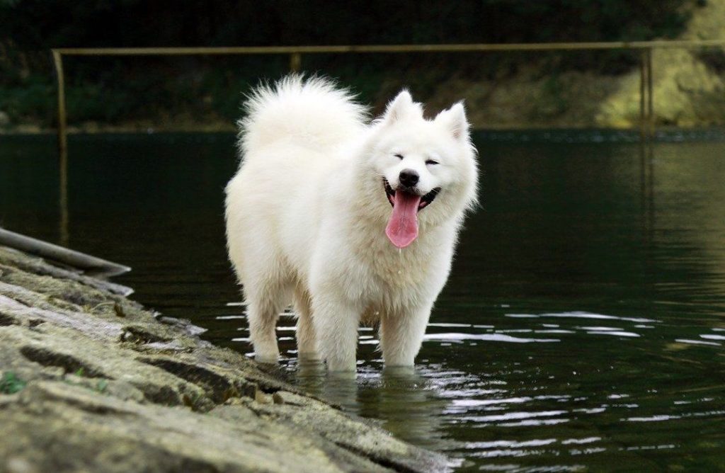 Samoyed Has a High Prey Drive