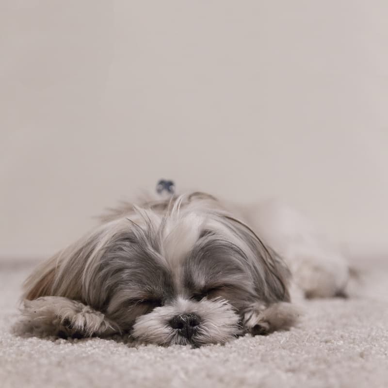 Slowest small dog breed Shih Tzu