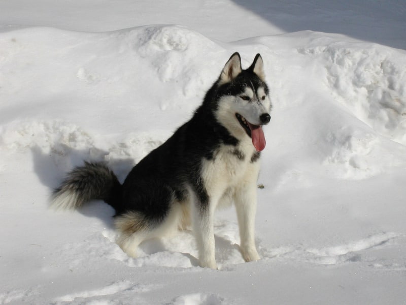 Dog Breeds With High Prey Drive – Siberian Husky in snow