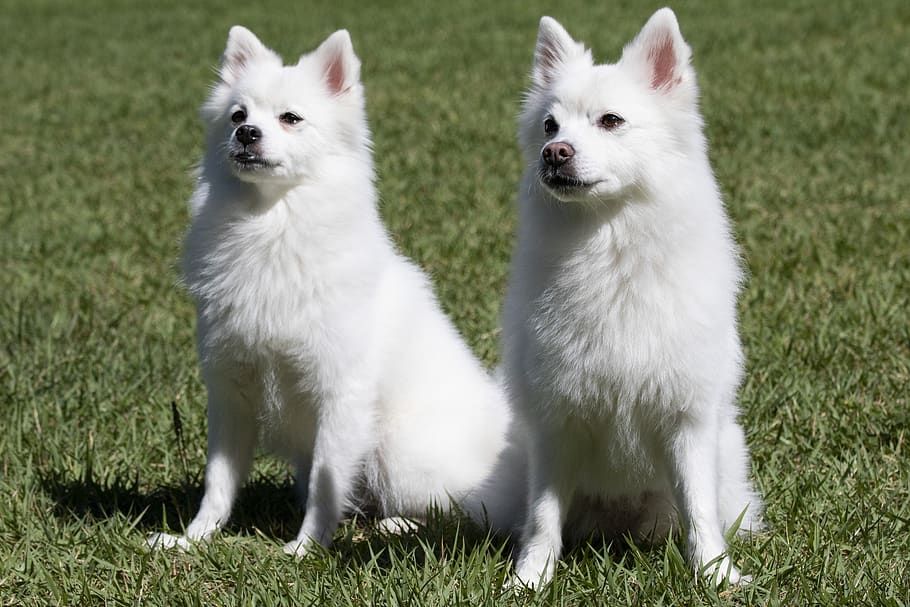 Male vs. Female American Eskimo Dog