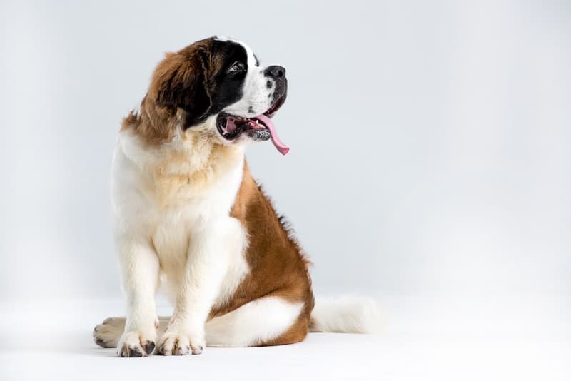 Saint Bernard sitting