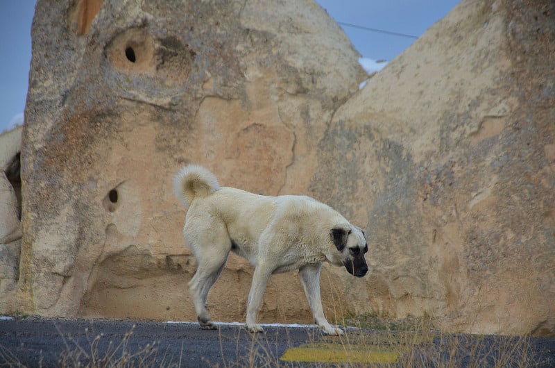 Kangal is the strongest dog breed in the world with a bite force PSI of 743