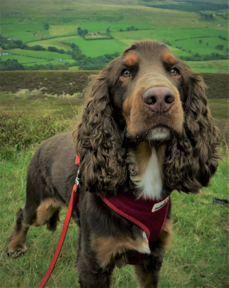 Sussex Spaniel