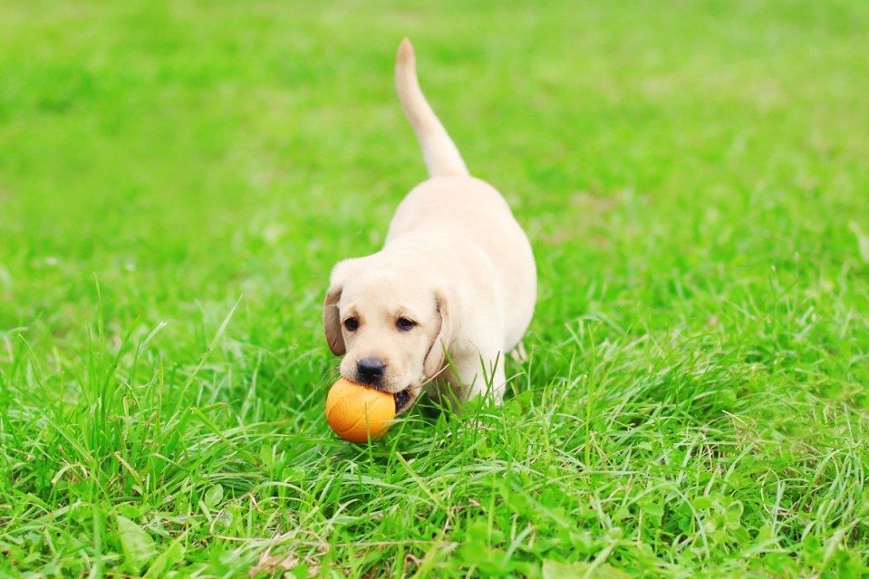 When Should You Start Training Your Lab Puppy? Puplore
