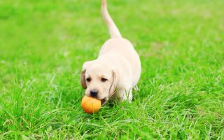 When Should You Start Training Your Lab Puppy?