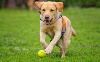 Things to Teach Your Labrador: Basic Yet Fun Tricks to Teach Them