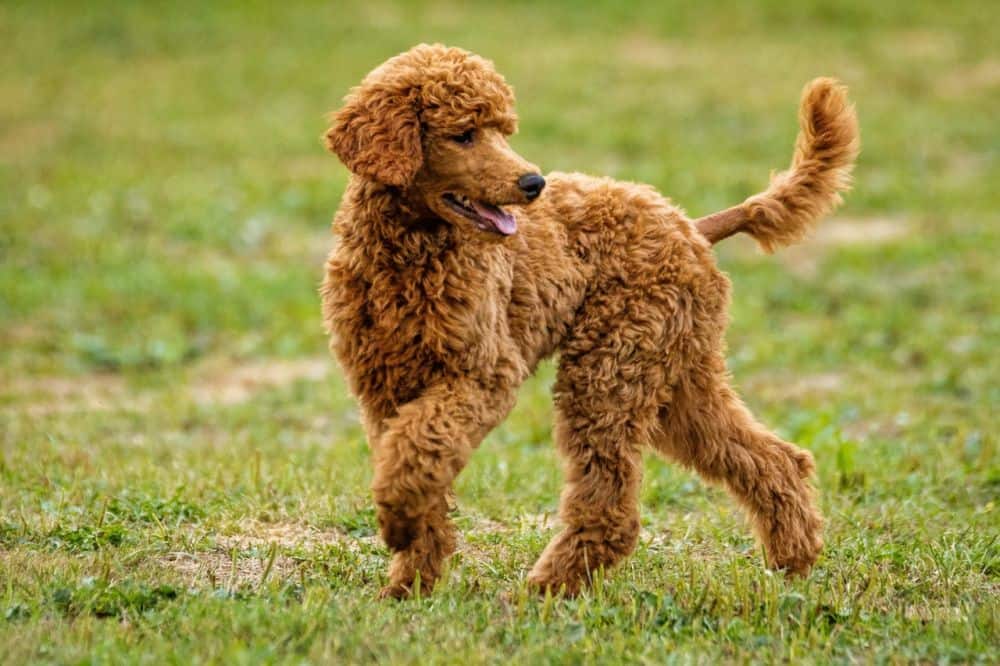 A slow Toy Poodle