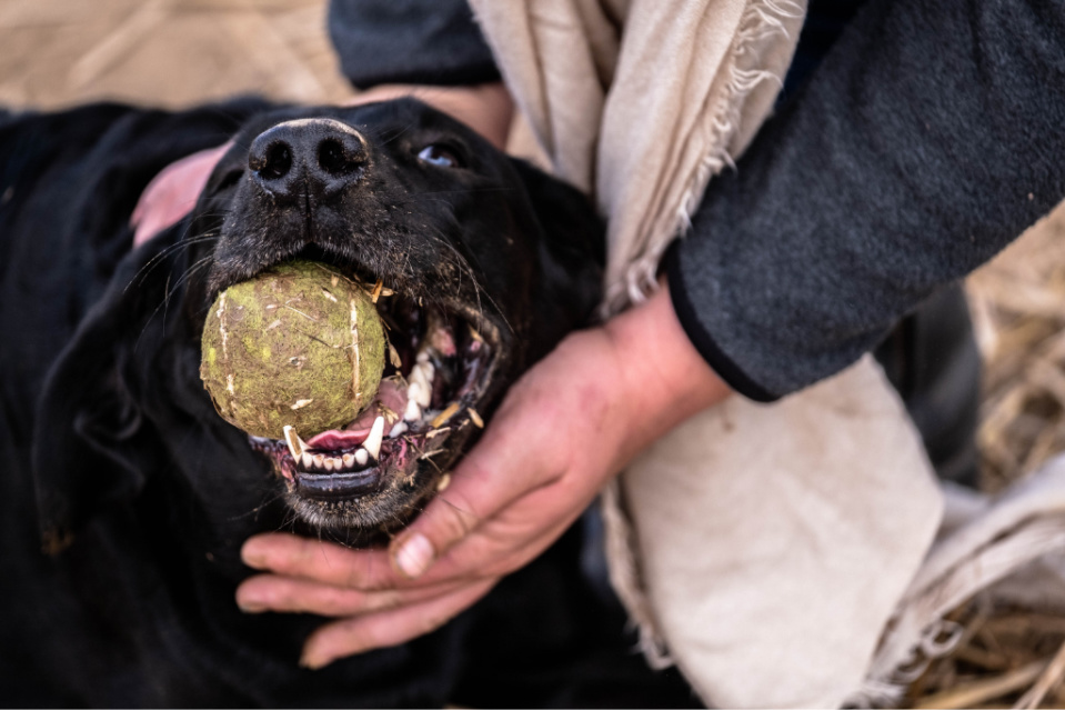How to Train Your Lab Puppy Not to Bite Training Puppies