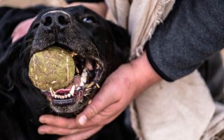 How to Train Your Lab Puppy Not to Bite :  Training Puppies