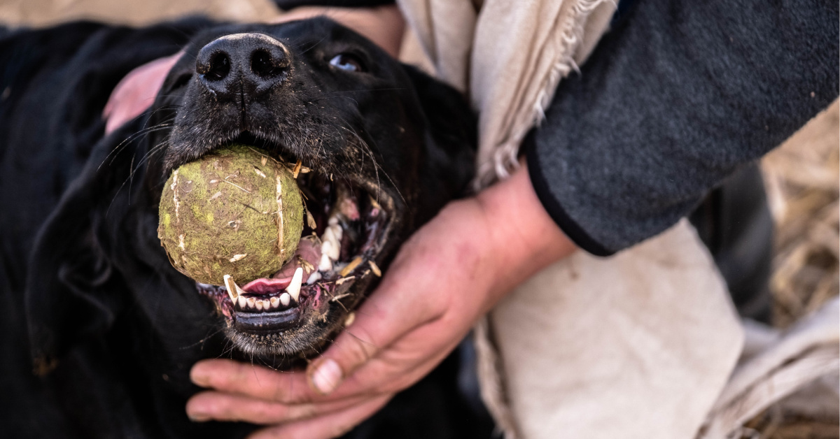 tips for training labrador retriever pup not to bite