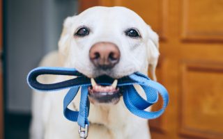 Labrador Off Leash Training: Understand How to Train Them