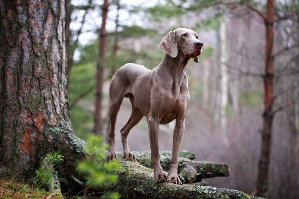 Weimaraner dog in the woods
