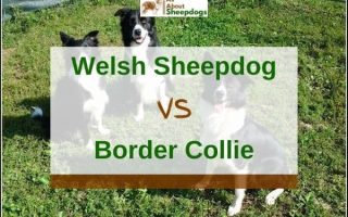 Welsh Sheepdog vs. Border Collie – What Are The Differences?