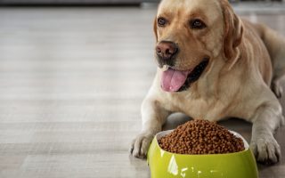 Labrador Feeding Guide: What Do Labradors Like to Eat?