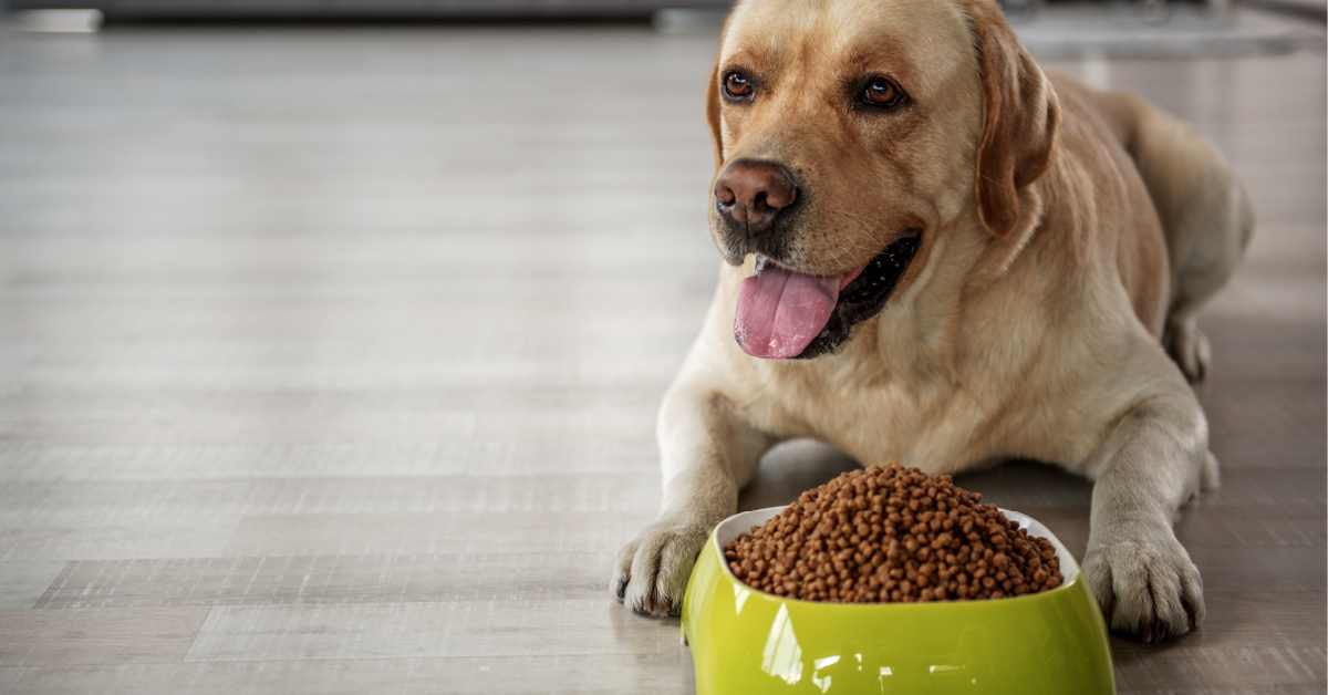 how much food do you feed a lab puppy