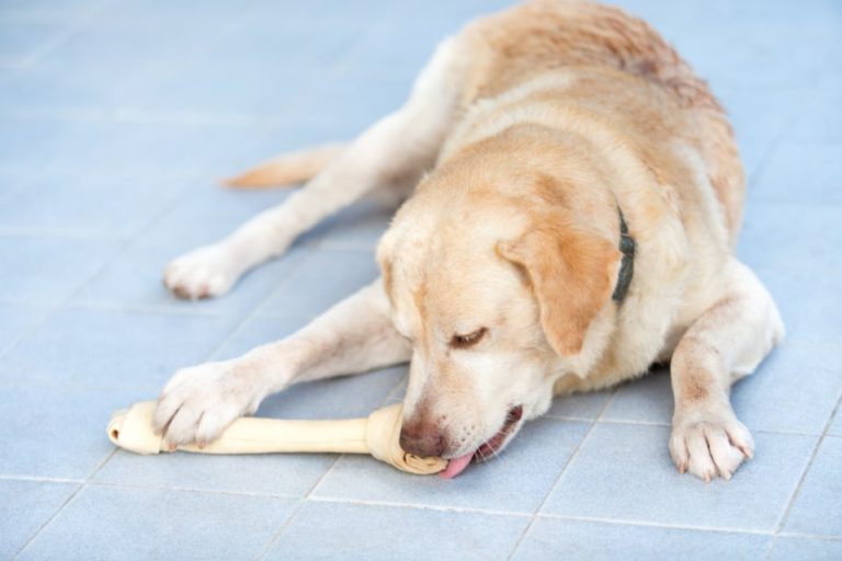 The Best Food for Overweight Labrador (Plus Weight Loss Tips)