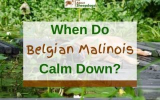 When Do Belgian Malinois Calm Down? (Solved!)