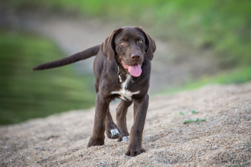 at what age do labradors calm down