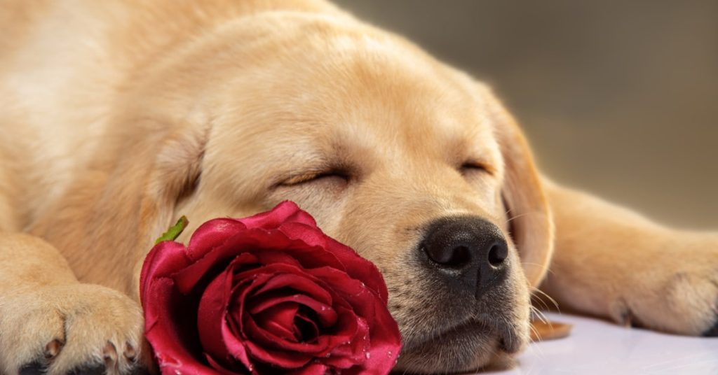 Where to Buy a Labrador Retriever Easy Guide Puplore