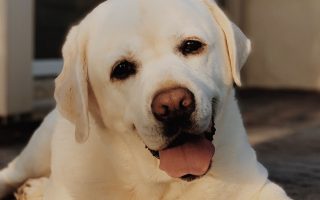 White vs Yellow Lab – Facts You Need To Know