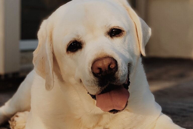 White vs Yellow Lab Facts You Need To Know Puplore