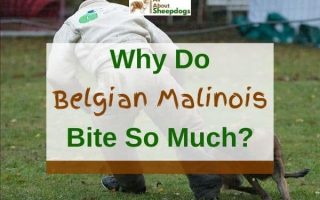 Why Do Belgian Malinois Bite So Much? (9 Reasons)