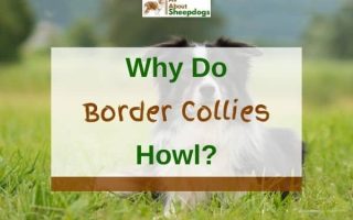 3 Reasons Why Do Border Collies Howl