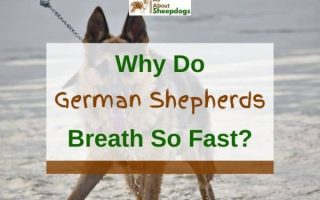 Why Do German Shepherds Breathe So Fast? (8 Reasons)