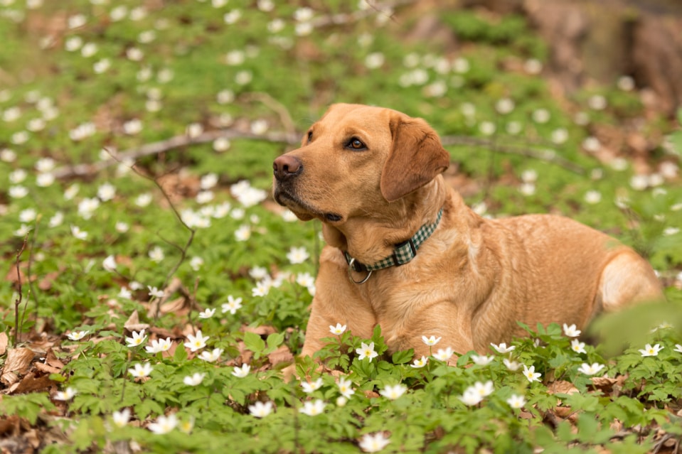 Why Do Old Labradors Stink