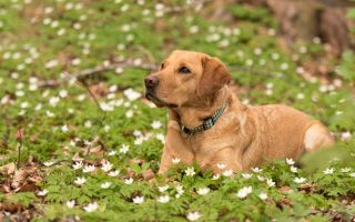 Why Do Labradors Smell So Bad and What You Can Do About It