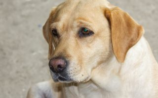 8 Reasons Why Do Labradors Whine and Tips on How to Stop Lab from Whining